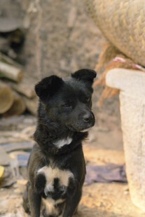 小黑狗坐于杂乱环境中