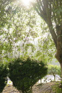 阳光洒落绿意盎然的园林