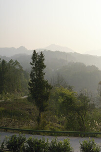 山间晨景 树木隐于薄雾中