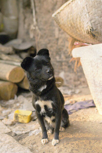 蹲坐的黑白小狗