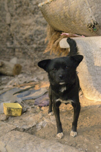 流浪黑狗在杂乱环境中