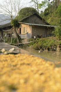 乡村小屋旁的金黄稻田
