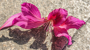 娇艳绽放的粉色花朵