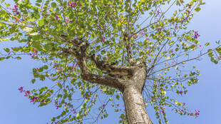 蓝天繁花下的粗壮树木