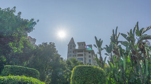 阳光下的绿植与建筑景观