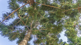 仰视茂密松树树冠