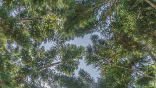 仰视繁茂树林树冠