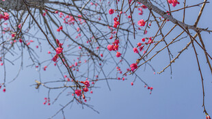 蓝天映衬下的樱花