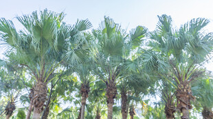 热带棕榈树林景观