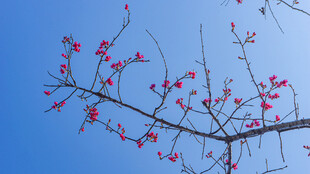 樱花 蓝天映衬下的娇艳花枝