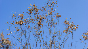 蓝天映衬下的枯树枝桠