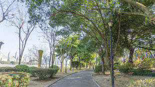 林间漫步小径 绿意盎然