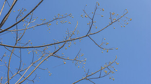 蓝天之下光秃树枝