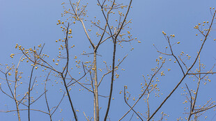 蓝天映衬下的光秃树枝