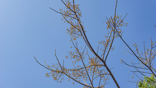 蓝天映衬下的稀疏树枝