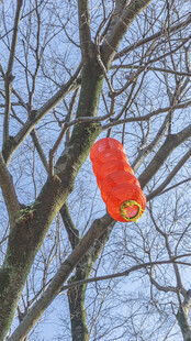 树枝上的红色灯笼