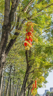 秋日街头挂饰红灯笼