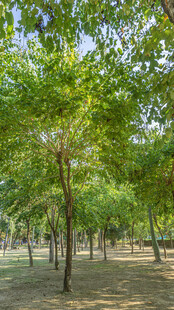 夏日绿荫树林景观