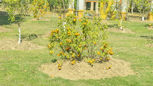 花园中绽放的艳丽花丛