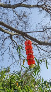 枝头悬挂的红色灯笼