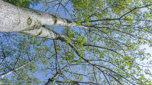 仰观蓝天绿树繁茂枝丫