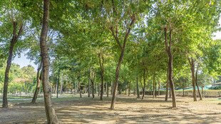 林间绿荫 静谧自然之景