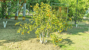 园内小树绿意盎然