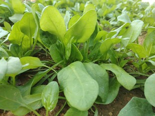 菠菜 菜苗 