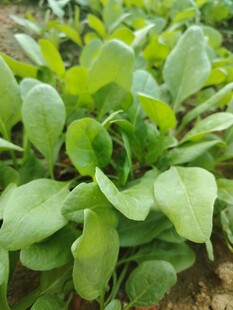菠菜 菜苗
