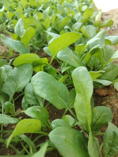 菠菜 菜苗