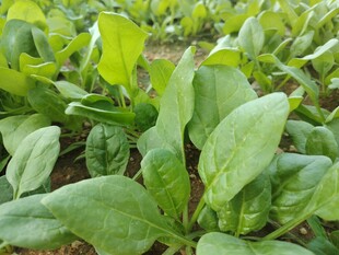 鲜嫩菠菜