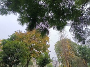 林间树木葱郁的自然景致