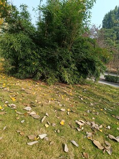 秋日草地旁的葱郁竹林