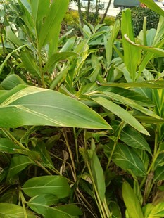 翠绿繁茂的热带观叶植物