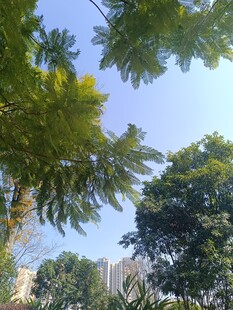 仰视葱郁树冠与晴朗天空