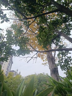 繁茂大树下的自然景致