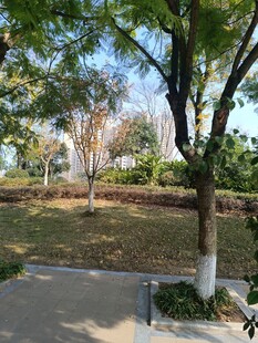 公园绿树成荫的休闲小径