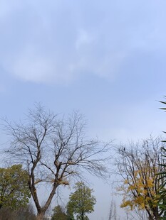 冬日枯树与蓝天景象