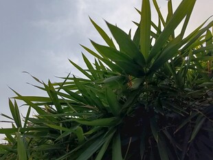 翠绿植物仰拍景象