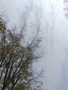 枝头新绿映天际