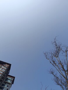 仰视天空下的建筑与枯树