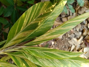 黄绿相间叶片的植物特写