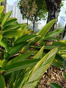 翠绿植物展现自然生机