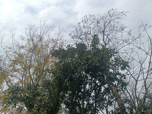 户外树木与天空景象