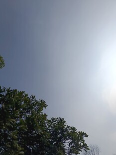 阳光下的绿树与蓝天