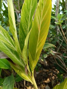 翠绿叶片植物特写