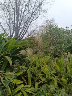 绿意盎然的户外植物景观