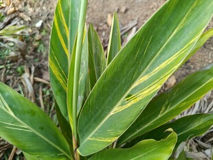 翠绿斑斓的热带植物叶片