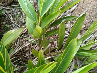 翠绿的植物幼苗