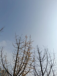 冬日枯树蓝天景象